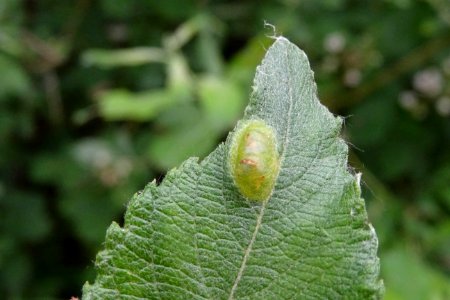 20170608_gal_grauwe_wilgbladwesp