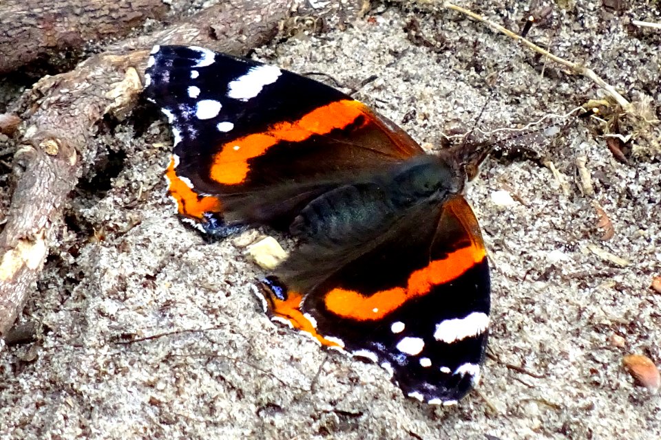 20170616_Atalanta_Drouwenerzand