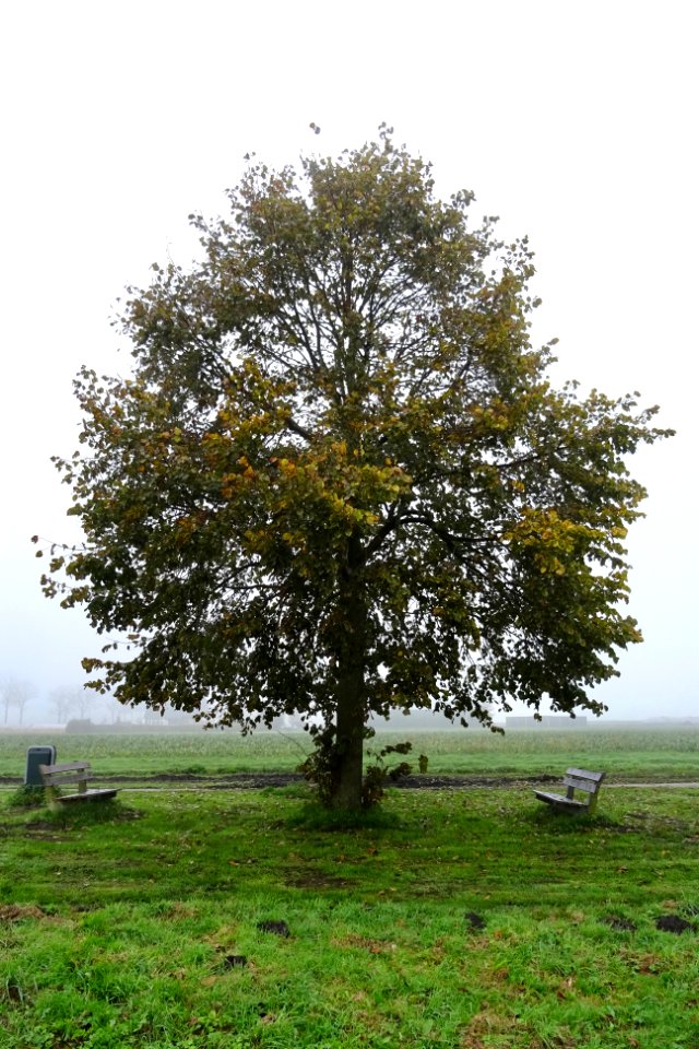 20171107_Amerikaanse_linde_Nieuw-Annerveen