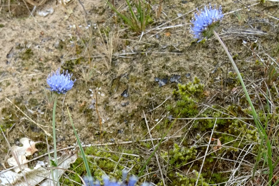 20170610_Zandblauwtje1_Borkener_paradies