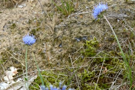 20170610_Zandblauwtje1_Borkener_paradies