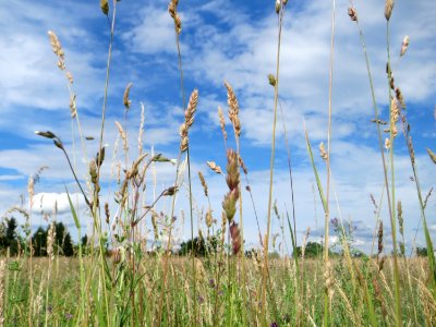 20170609Haubenlerchenwiese_Hockenheim