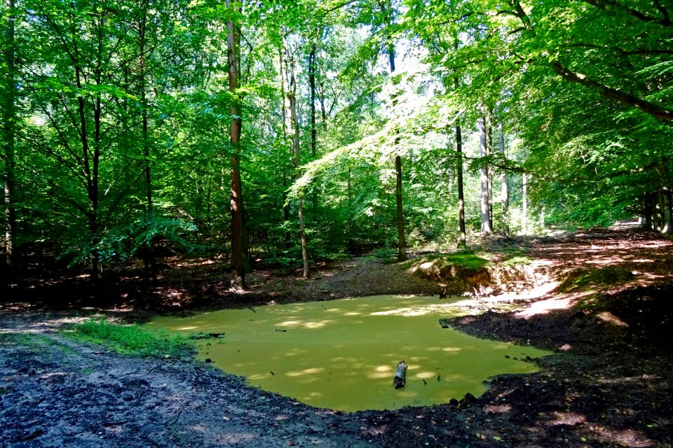 20170904_Langs_de_Buiten_Allee_Hof_te_Dieren