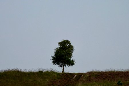 20170828_Rheder-_en_Worth-Rheder_heide1