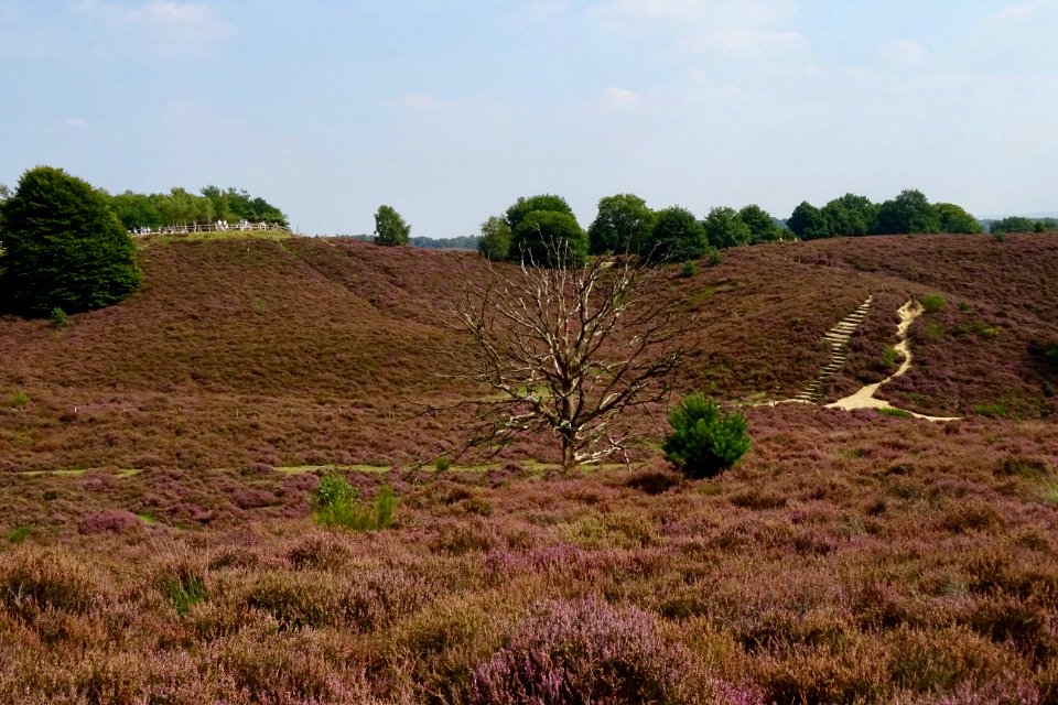 20170828_Herikhuizerveld4_nabij_de_Posbank