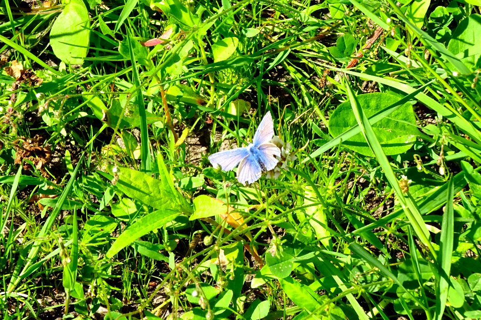 20170601_Nationaal_Park_De_Drentsche_Aa_icarusblauwtje