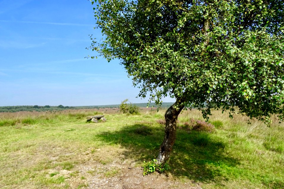20170828_Rheder-_en_Worth-Rheder_heide2