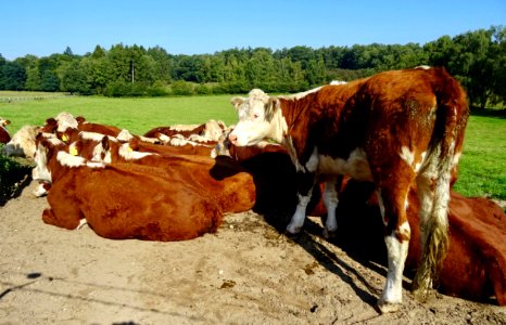 20170904_Lappendeken_ten_noorden_van_De_Steeg