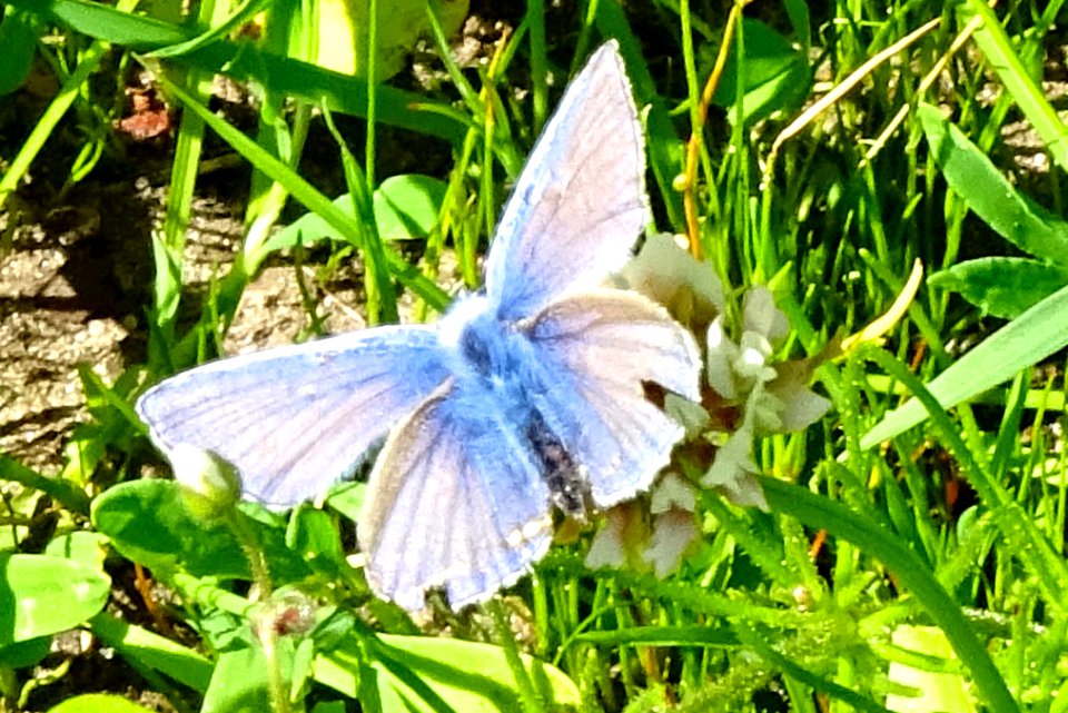 20170601_Nationaal_Park_De_Drentsche_Aa_icarusblauwtje_(cropped)