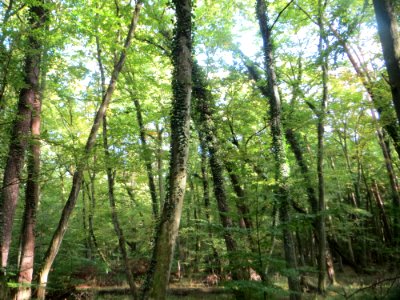 20171001Unterer_Saubusch
