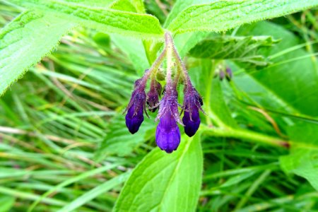 20170608_paarse_smeerwortel