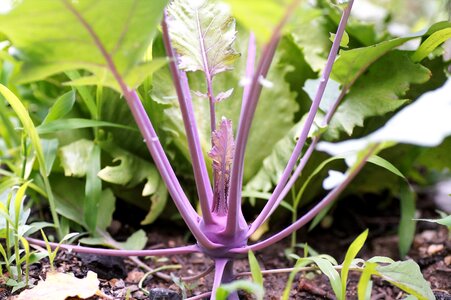 Fresh healthy growing