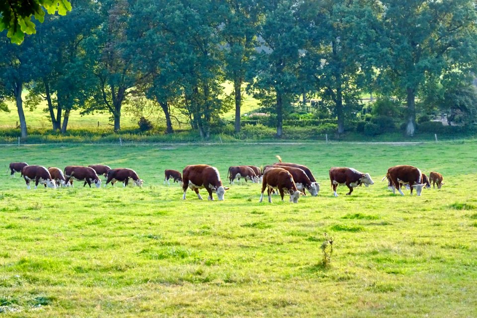 20170828_Landgoed_Heuven_nabij_Rheden