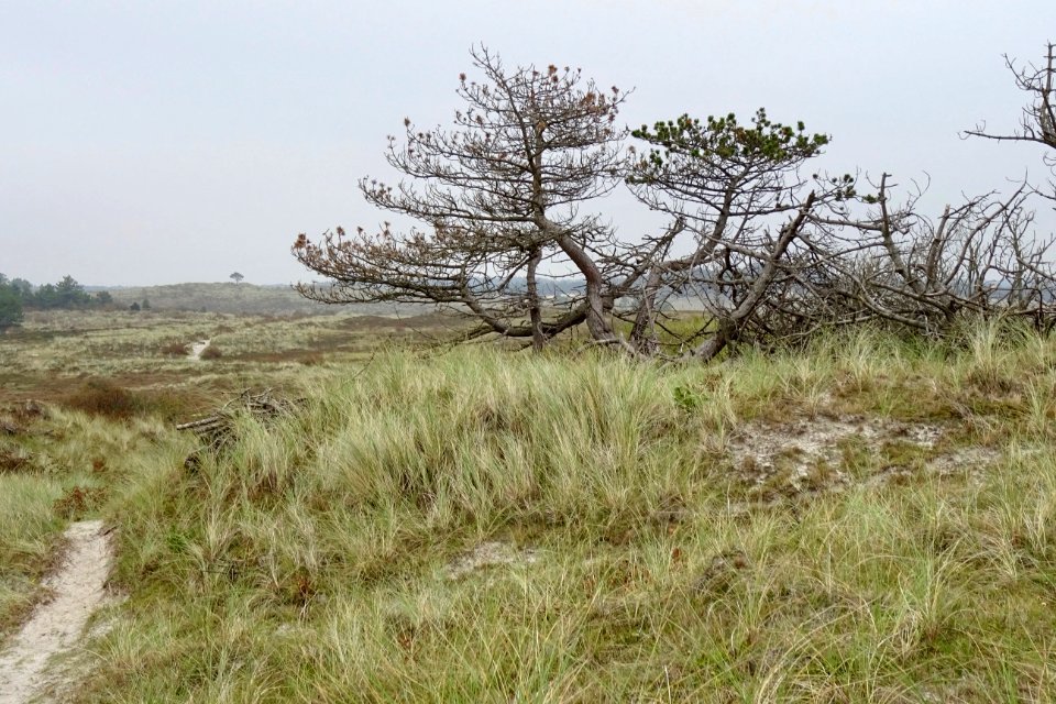 20170926_Schoorlsche_Duinen6