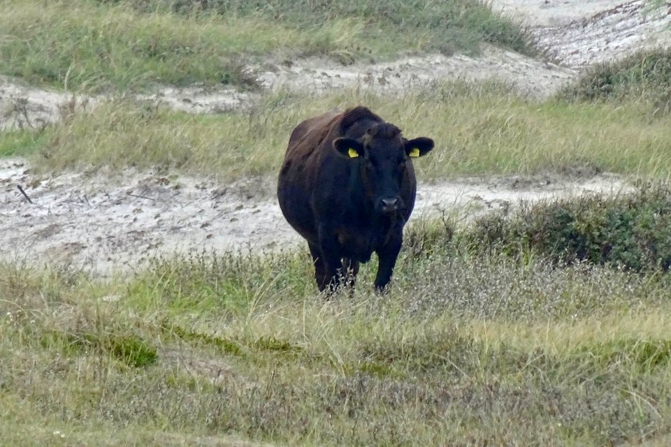 20170926_Schoorlsche_Duinen5