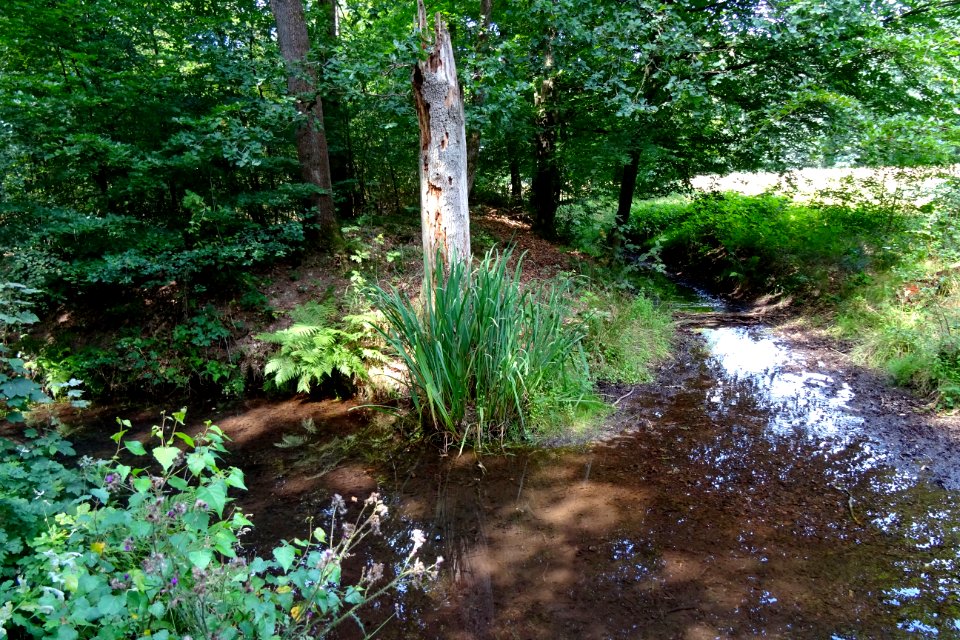 20170807_Bosbeek_Bennekom