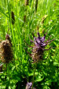 20170601_Nationaal_Park_De_Drentsche_Aa_zwartblauwe_rapunzel