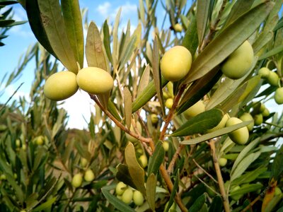 Trees fruits olive