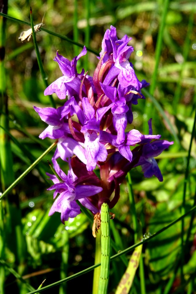 20170601_Nationaal_Park_De_Drentsche_Aa_brede_orchis