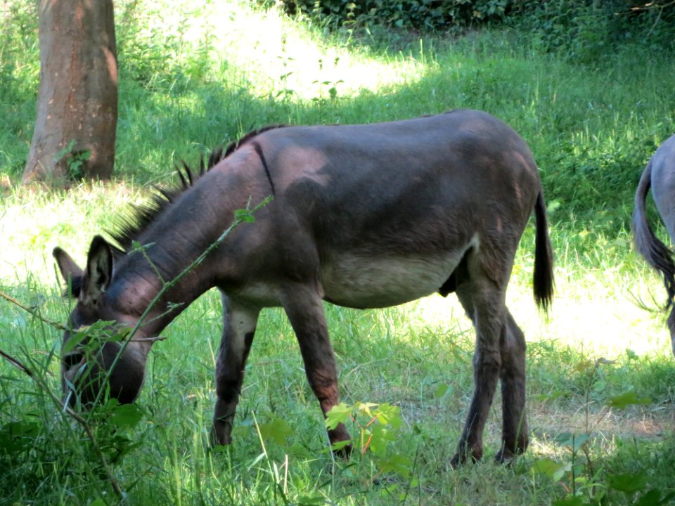 20150603Esel_Hockenheim1