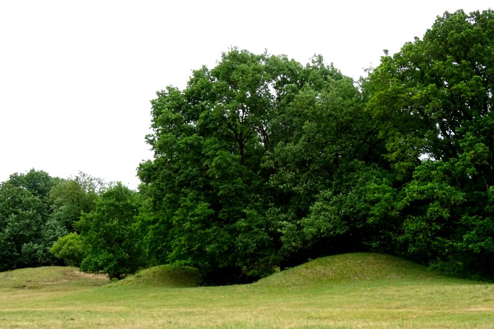 20170610_Rivierduinen1_Borkener_paradies