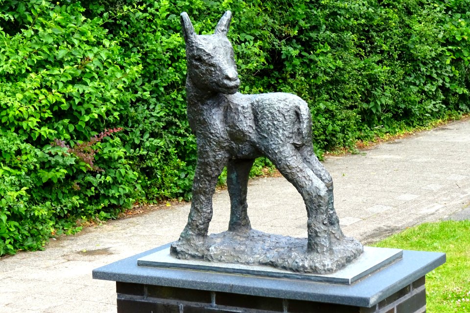 20170626_Lammetje_door_Klaas_van_Dijk_Elsloo