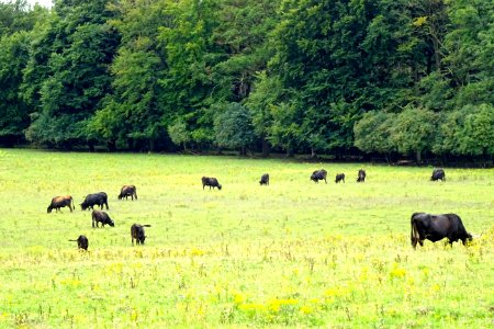 20170802_De_Kudde_Spaanse_runderen1_Planken_Wambuis