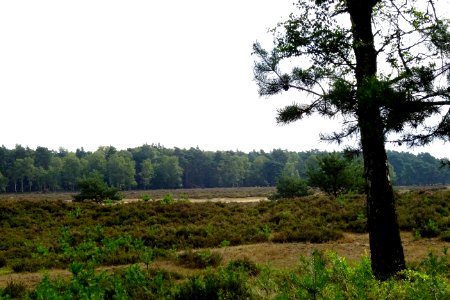 20170802_Oud-Reemsterhei