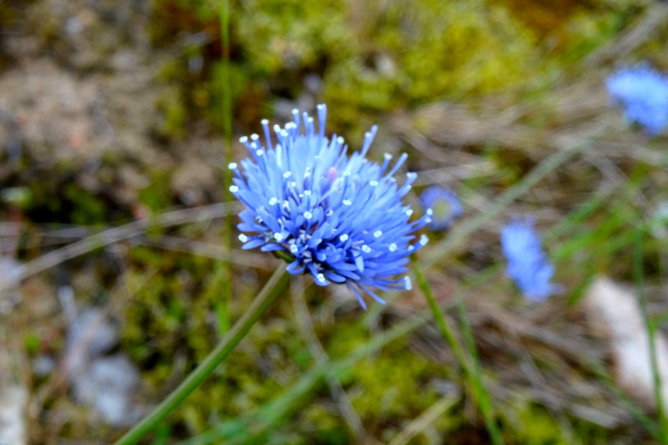20170610_Zandblauwtje2_Borkener_paradies