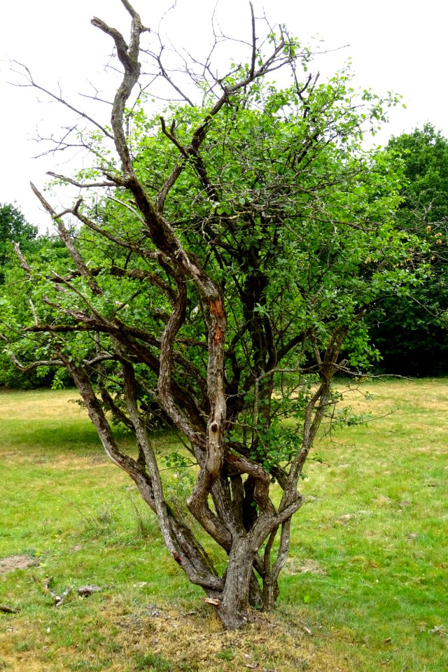 20170610_Borkener_paradies3
