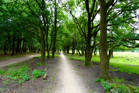 20170802_Planken_Wambuisweg3