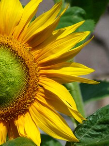 Yellow garden free picture