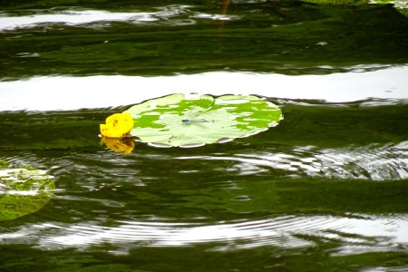 20170610_gele_plomp_met_roodoogjuffer1_Borkener_paradies