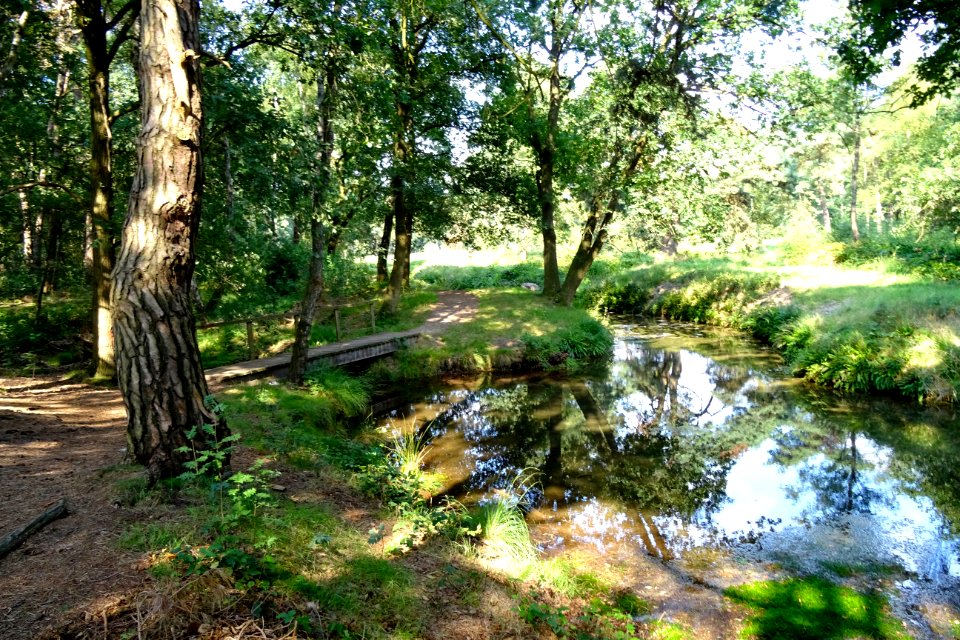20170814_Heelsumsche_Beek2
