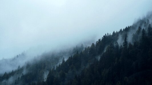 Fog foggy forest photo