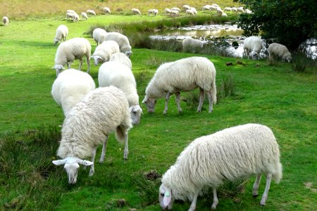 20170921_schapen_Loenermark5