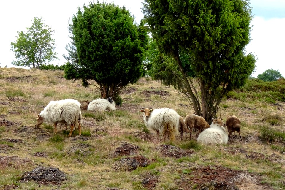 20170616_Drouwenerzand_met_Drentse_heideschapen