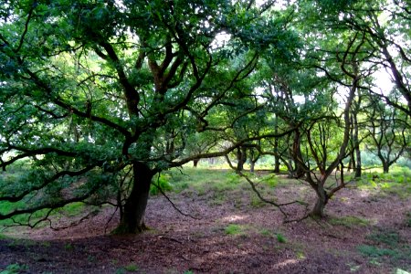 20170802_Het_Oude_Hout