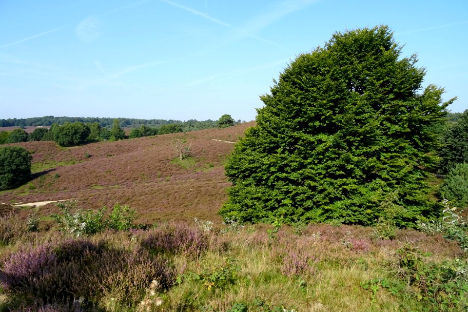 20170828_Herikhuizerveld2