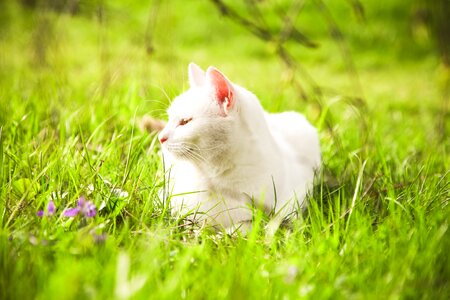 Green spring grass photo