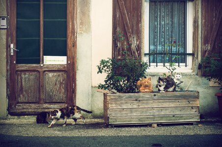 Animal door cats