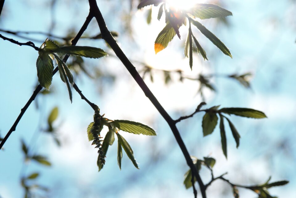 Nature sunny awakening