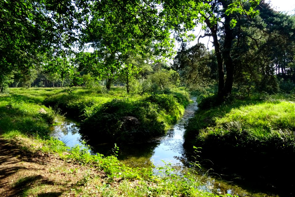 20170814_Heelsumsche_Beek1