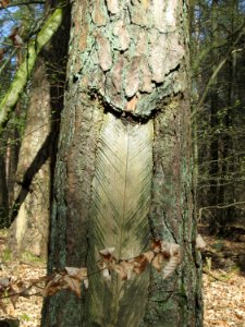 20180408Harzlachte2