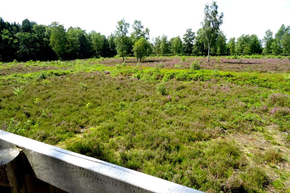 20170807_raatakkerveld_tussen_Bennekom_en_Wolfheze