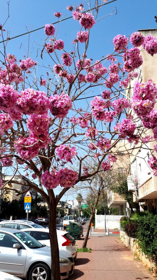 20180305_104436-moshe-dayan-st-ramat-gan-march-2018