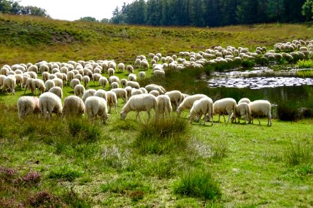 20170921_schapen_Loenermark1