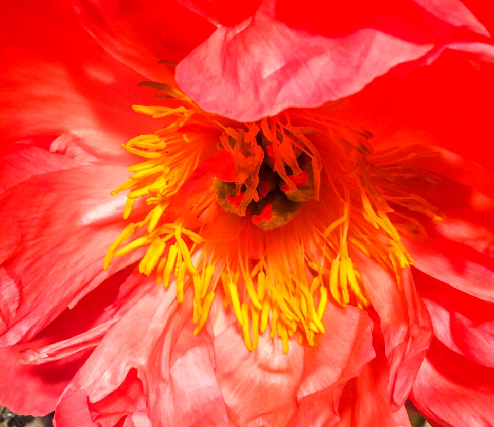 Red plant floral
