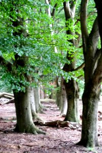 20170802_Beukenlaan_langs_Planken_Wambuisweg2