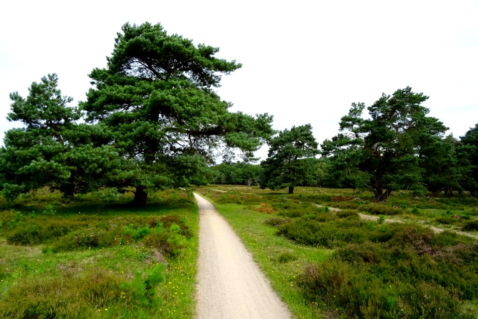 20170802_Planken_Wambuisweg2